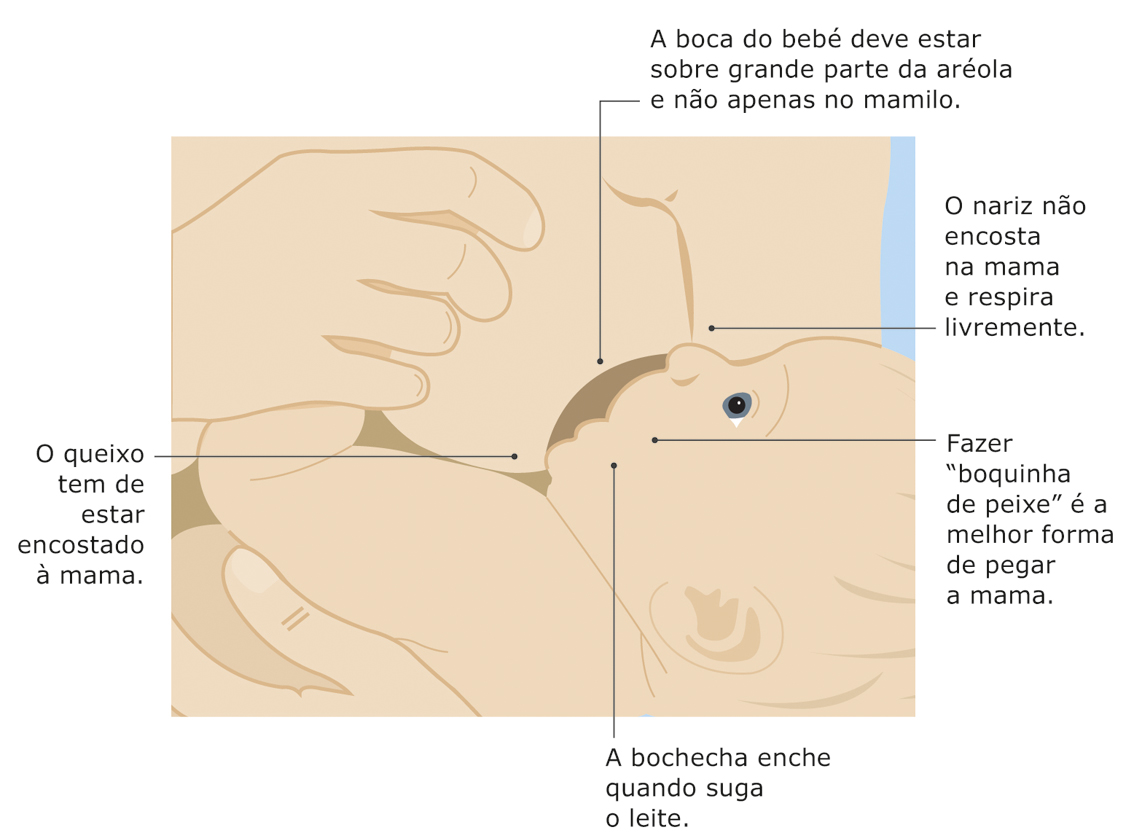 Para colocar o bebé à mama, siga as indicações da imagem.